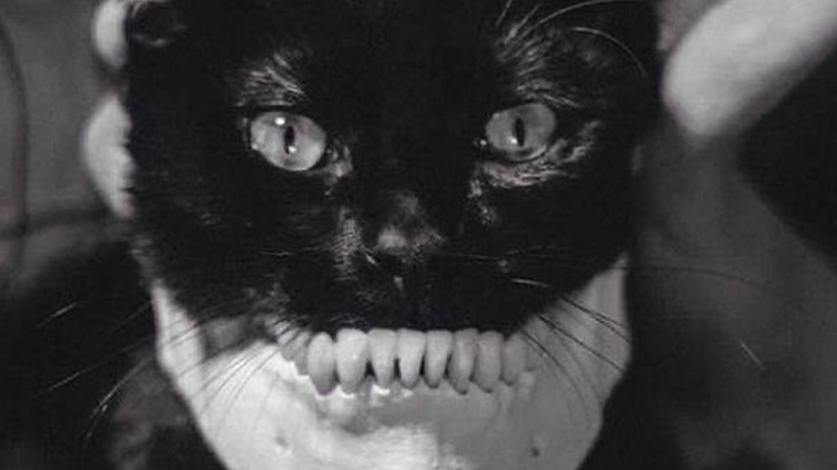 Black cat with human dentures held in its mouth, creating a weird history image that changes how you see the past.