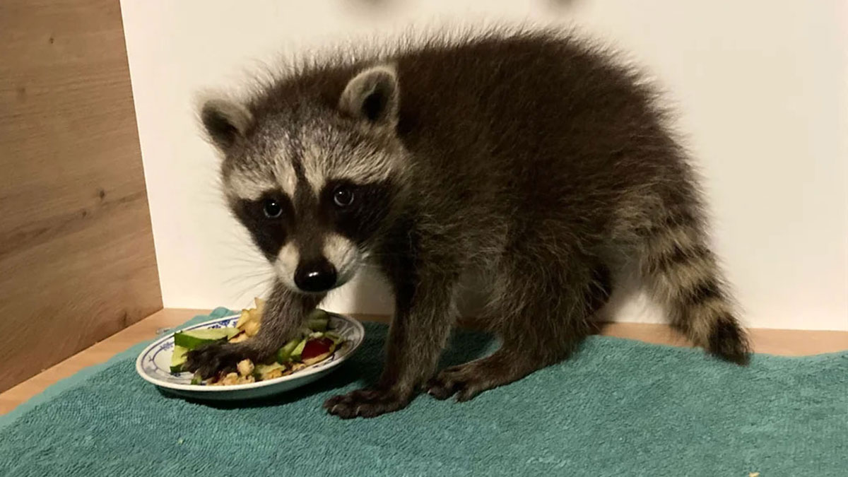 Raccoon in a home kitchen eating from a plate on a towel illustrating weirdest things seen in someone elseu2019s home.