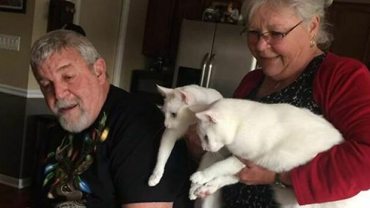 Elderly couple sharing a heartwarming moment at home with two white cats, bringing joy and comfort from bad news.