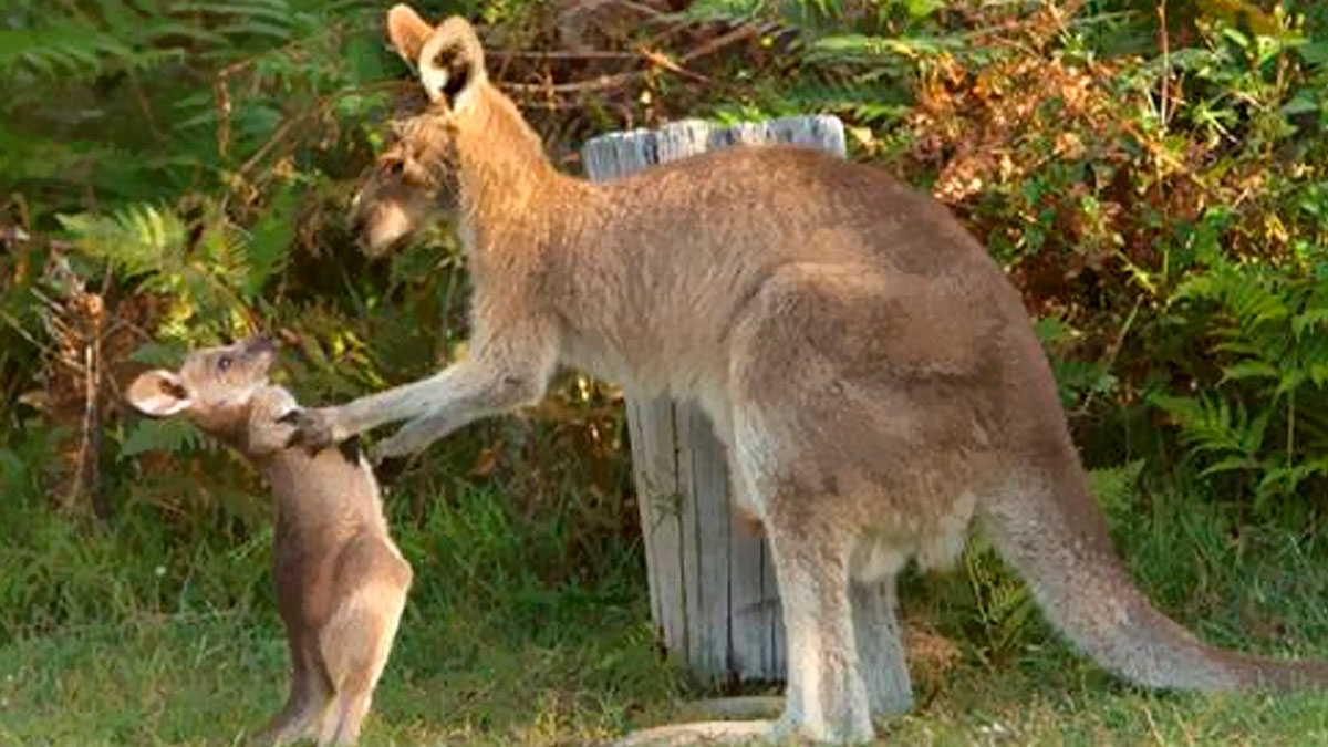 Two kangaroos in a grassy area with trees, a funny and relatable animal meme to brighten your mood.