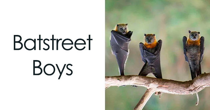50 Times Wild Animals Were Turned Into Hilarious Memes