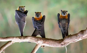 50 Times Wild Animals Were Turned Into Hilarious Memes