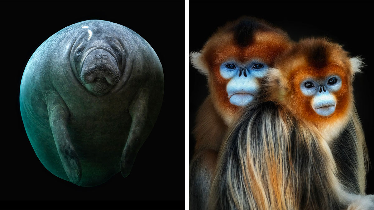 Close-up portraits of wild animals featuring a manatee and two golden snub-nosed monkeys against black backgrounds.