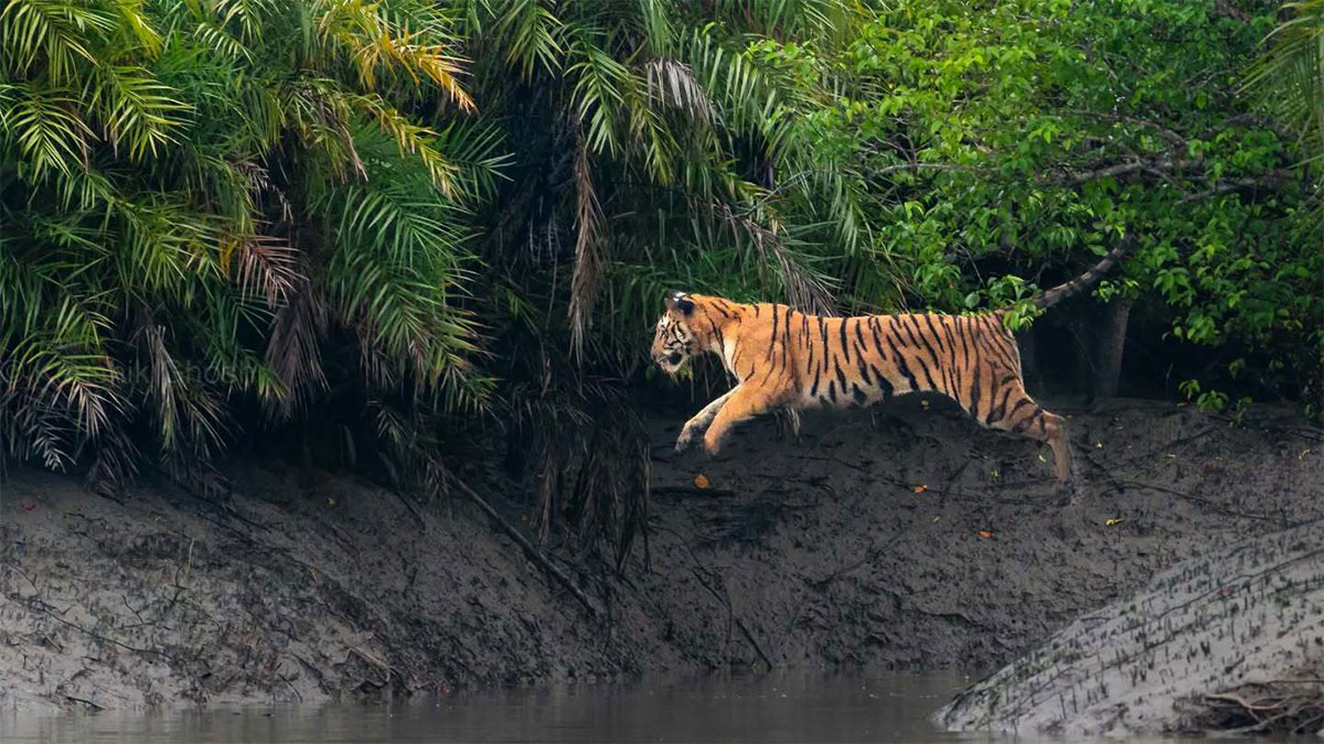 Tiger leaping over muddy riverbank surrounded by dense jungle foliage in Kaushik wildlife reserve.