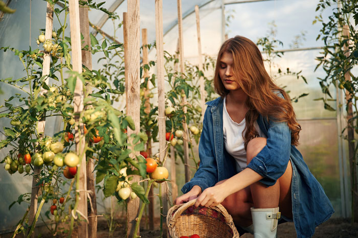Young woman picking vegetables in greenhouse, caught stealing from the owner and claiming she knows them. Young woman picking vegetables in greenhouse, caught stealing from the owner and claiming she knows them.