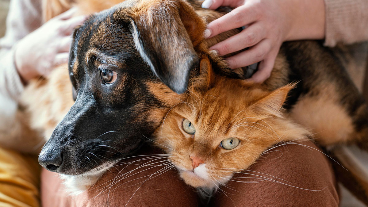 A German Shepherd dog and an orange cat being gently petted, showing comfort and companionship indoors.