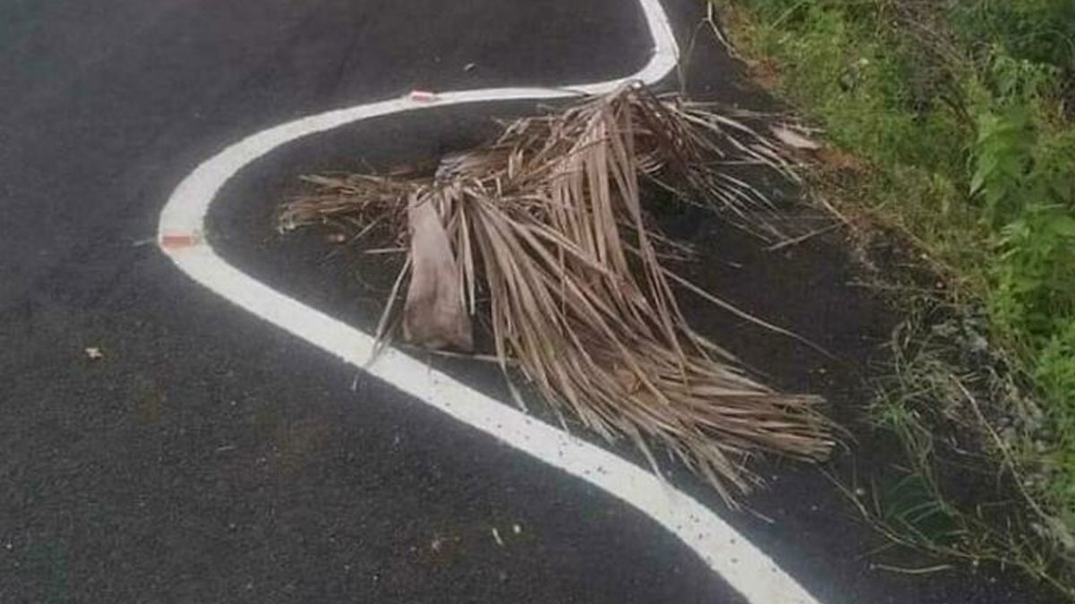 Road curved line painted over a dry palm branch in a hilarious perfectly preventable fail on pavement.