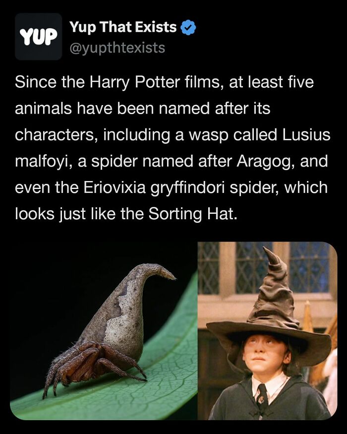 Spider Eriovixia gryffindori resembling the Sorting Hat from Harry Potter, showcasing weird things that sound made up but are real.