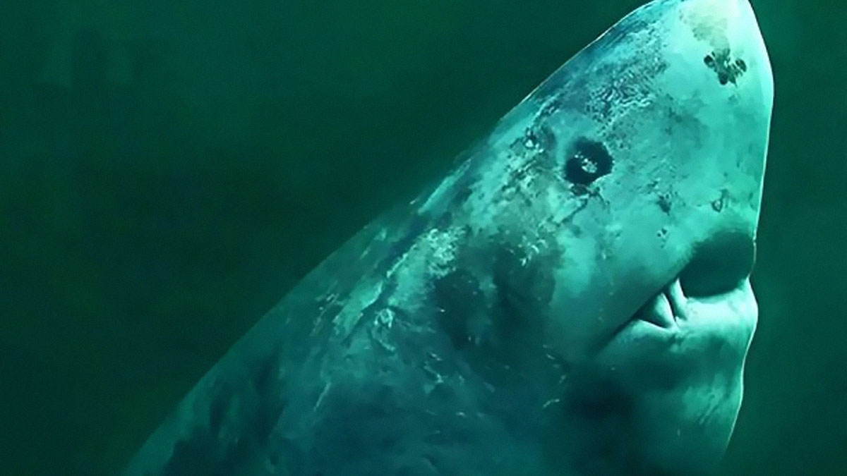 Close-up of a bizarre deep-sea creature with unusual features from weird things that sound made up but are very real