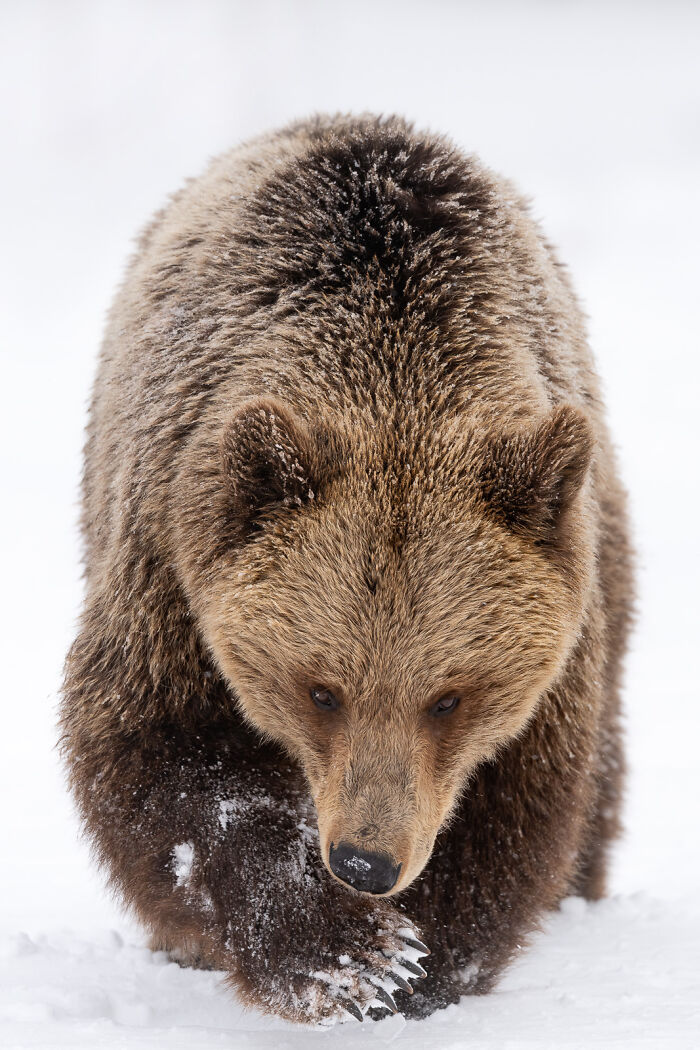 Close-up of a brown bear in snow showcasing stunning wildlife and nature photography details.