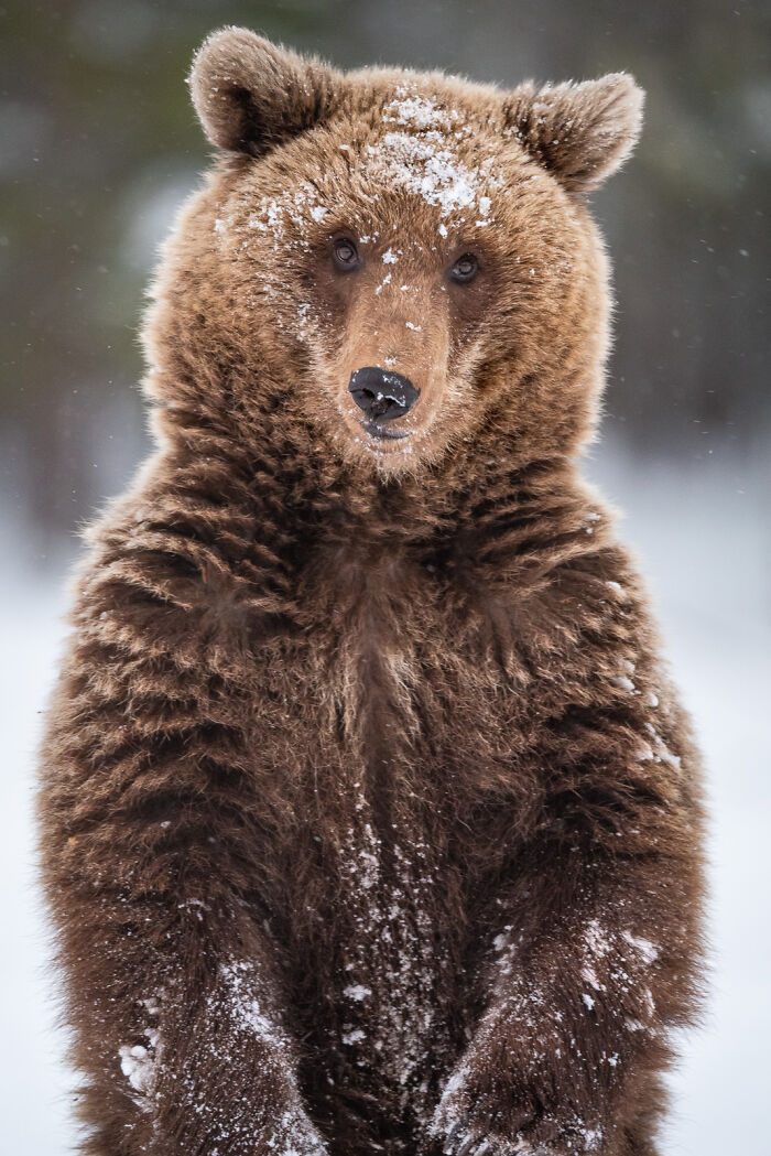Close-up of a brown bear covered in snow, showcasing stunning wildlife and nature in a winter setting.
