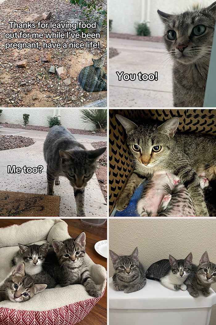 Six-panel collage showing a pregnant cat, her newborn kittens, and kittens ready for adoption, illustrating touching adoption moments.