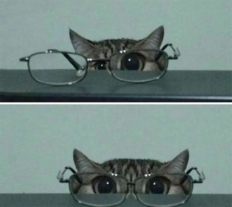 Cat wearing oversized glasses with wide eyes peeking over a surface in a funny and adorable moment.