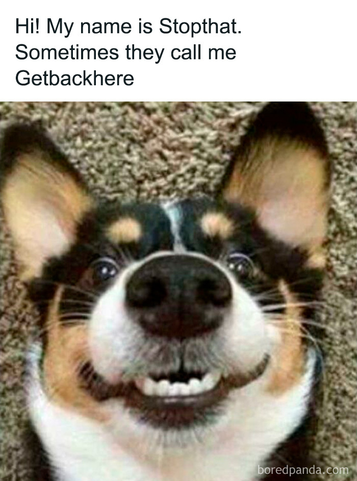 Close-up of a smiling dog with large ears and a humorous expression in a cringe-worthy but wholesome post.