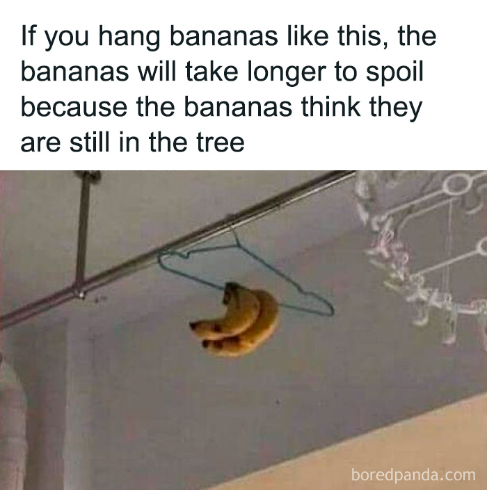 Bananas hanging on a wire hanger to slow spoilage, illustrating absurd scientific takes on modern society.
