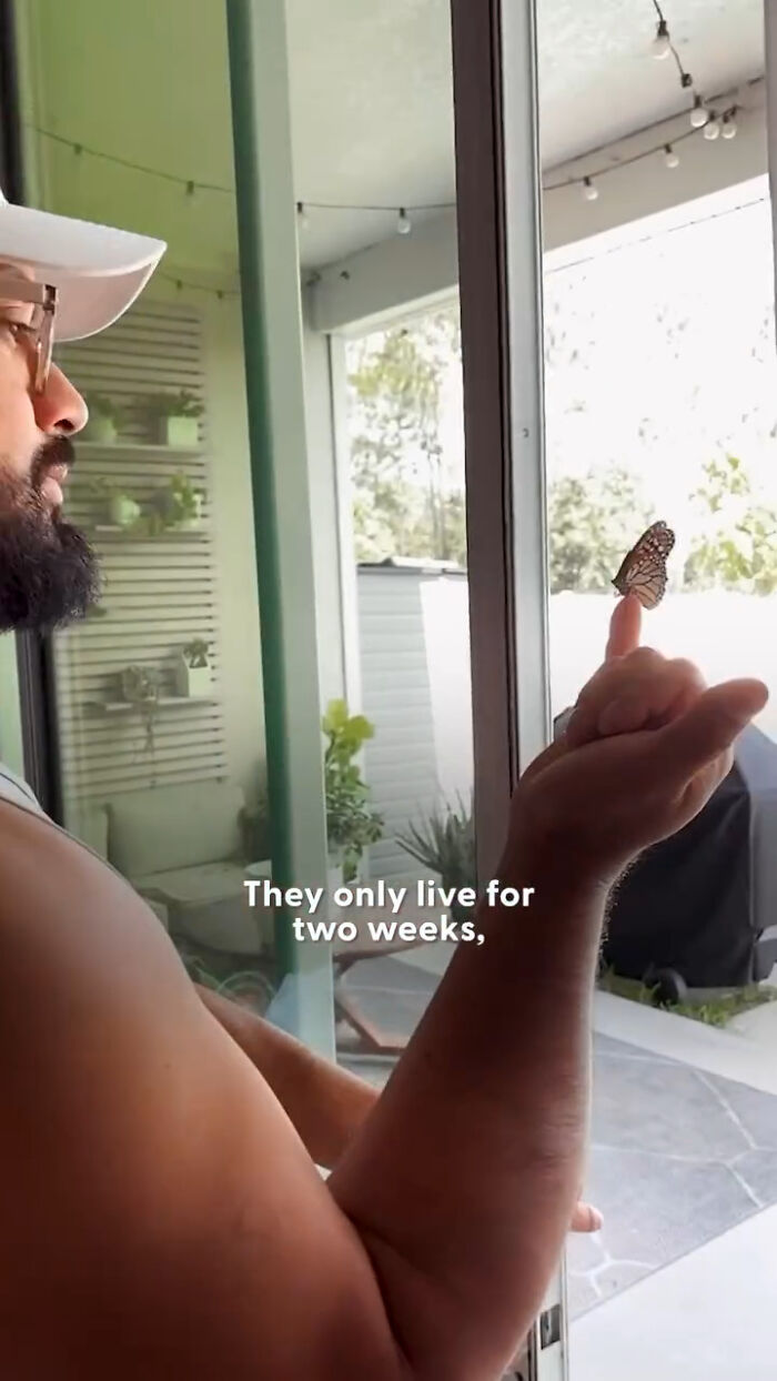Man with glasses and white cap holding a butterfly on his finger after a tiny wing transplant to save it from injury.