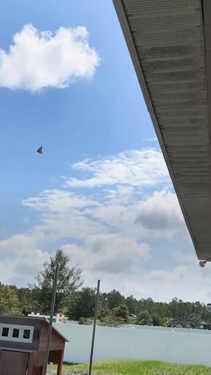 Butterfly with a repaired wing flying outside near a house roof against a bright blue sky with clouds.