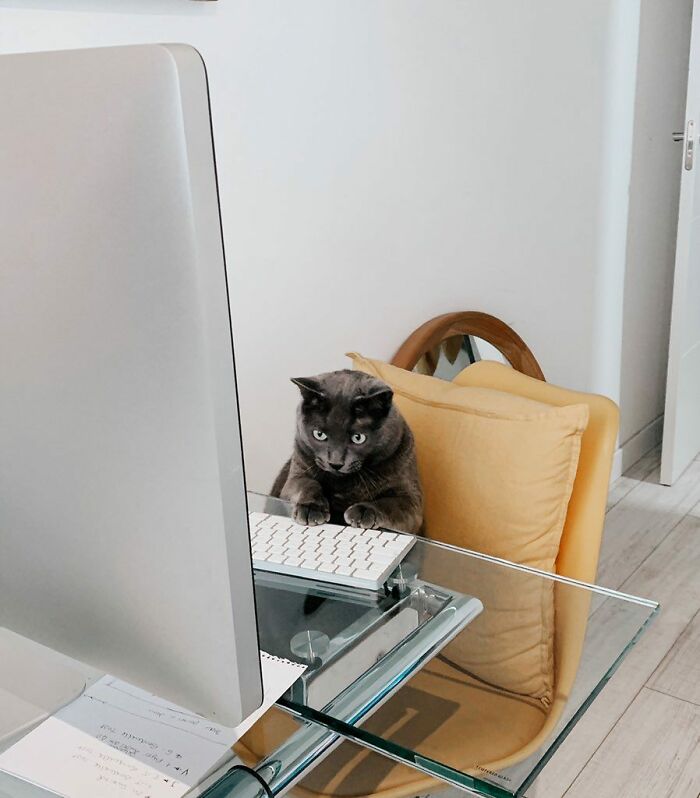 Adorable gray cat sitting at a glass desk using a computer keyboard, showcasing top-tier cat work and cuteness.