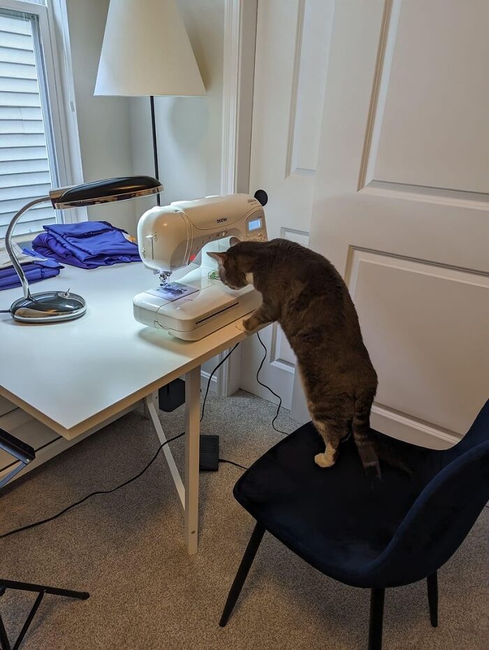Cat curiously inspecting a sewing machine on a desk in a home office, showcasing adorable cats at work.