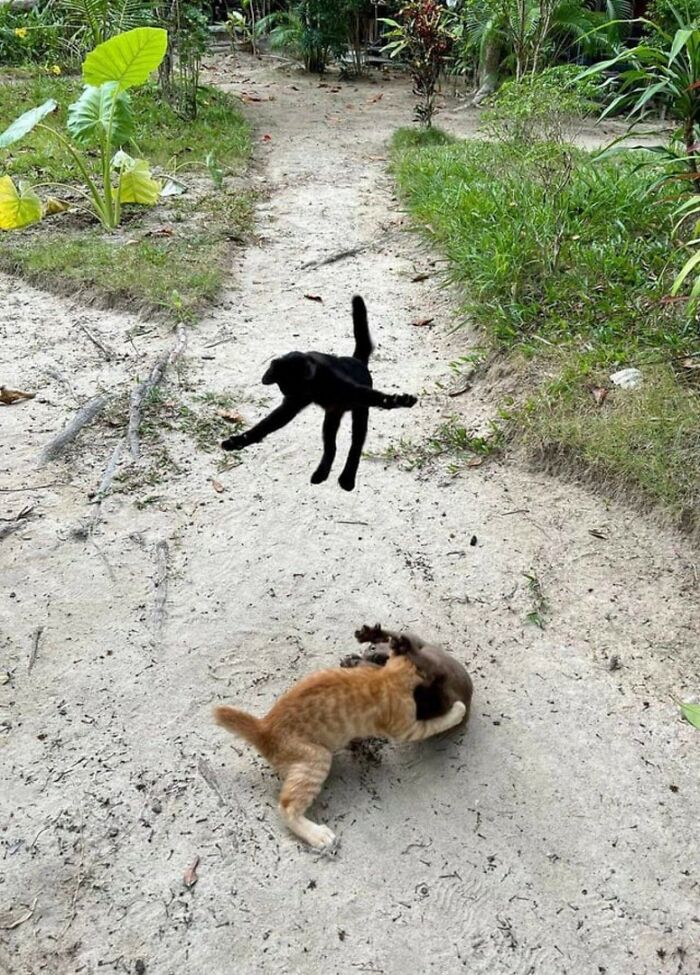 Playful cats on a dirt path surrounded by green plants, showing adorable moments of top-tier cat behavior outdoors.
