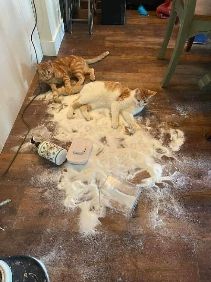 Two adorable cats lying on a wooden floor covered in spilled powder from overturned containers.