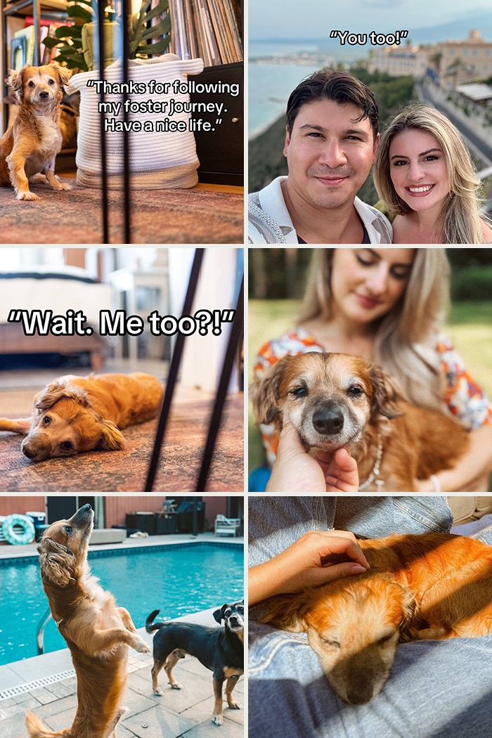 Collage of heartwarming adoption pics showing happy dogs and their loving owners enjoying life together outdoors and indoors.