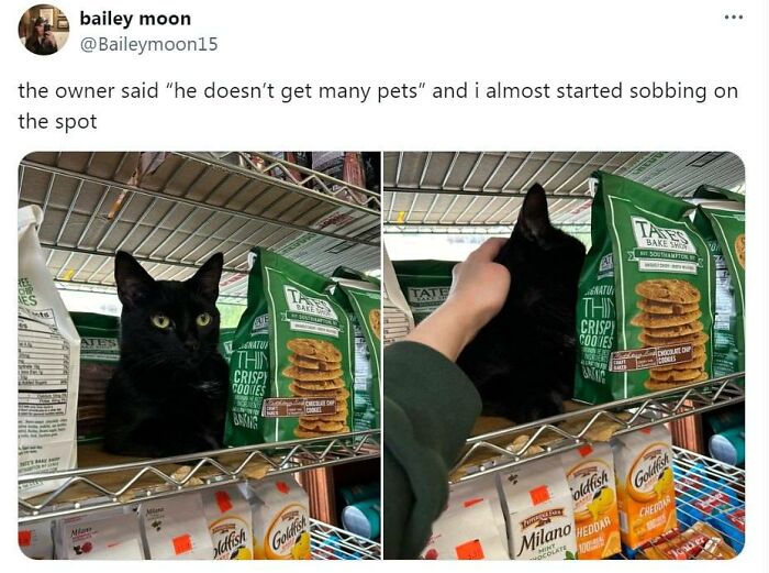 Black cat sitting on a store shelf among snacks, being gently petted, showcasing adorable cats in need of affection.