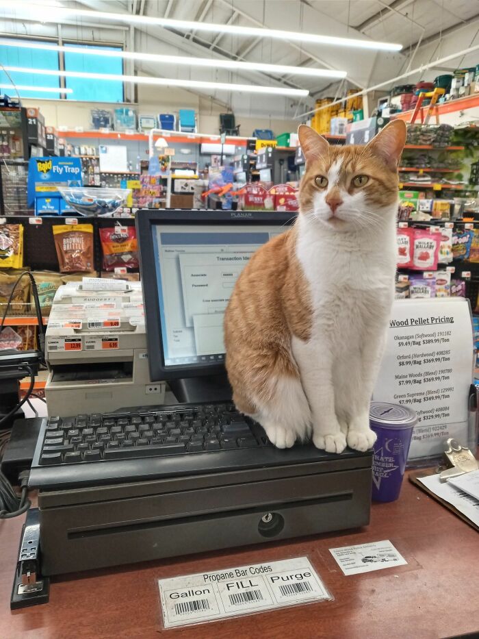 Orange and white adorable cat sitting on a cash register keyboard inside a busy store, showcasing top-tier cat work.