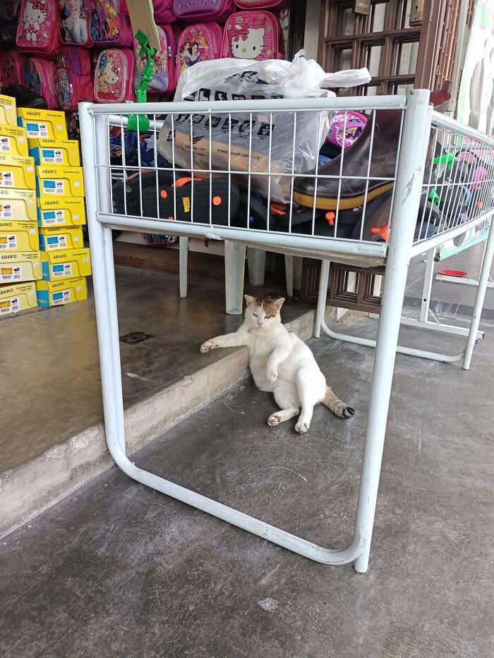 Adorable cat relaxing on a shop floor under a metal rack surrounded by colorful backpacks and stacked boxes.