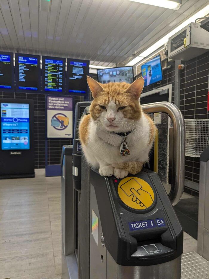 Adorable cat sitting on a ticket gate at a train station, showcasing charming top-tier work attitude.