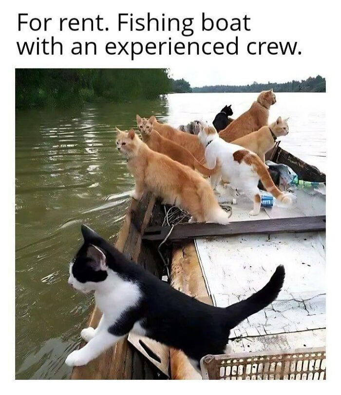 A group of adorable cats on a fishing boat, showcasing their top-tier work and experience by the water.