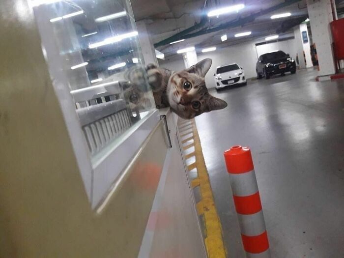 Adorable cat peeking around a corner in a parking garage, showcasing one of the most adorable cats needing appreciation.