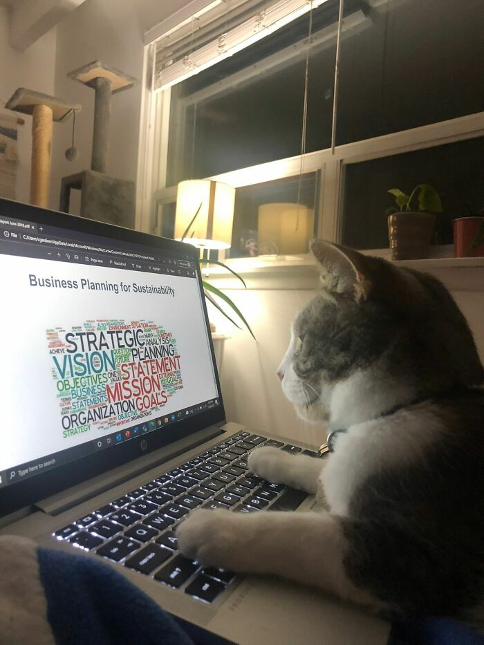 Cat focused on a laptop screen displaying business planning for sustainability, highlighting adorable cats and their top-tier work.