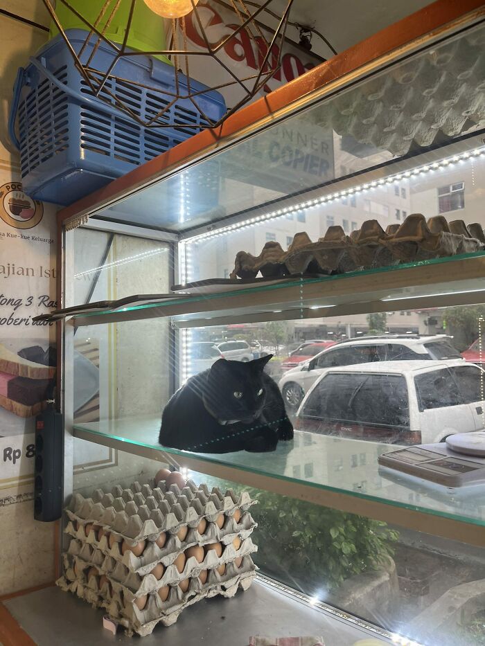 Black cat resting inside a glass display case surrounded by egg cartons in a shop, showcasing adorable cats in new pics.