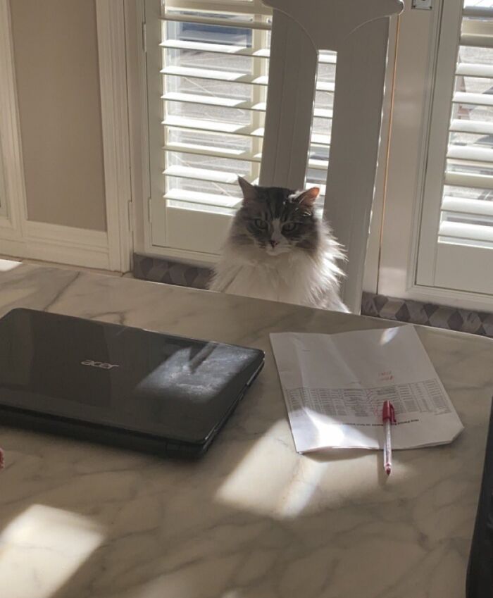 Fluffy adorable cat sitting at a table with laptop and papers, looking ready for top-tier work.