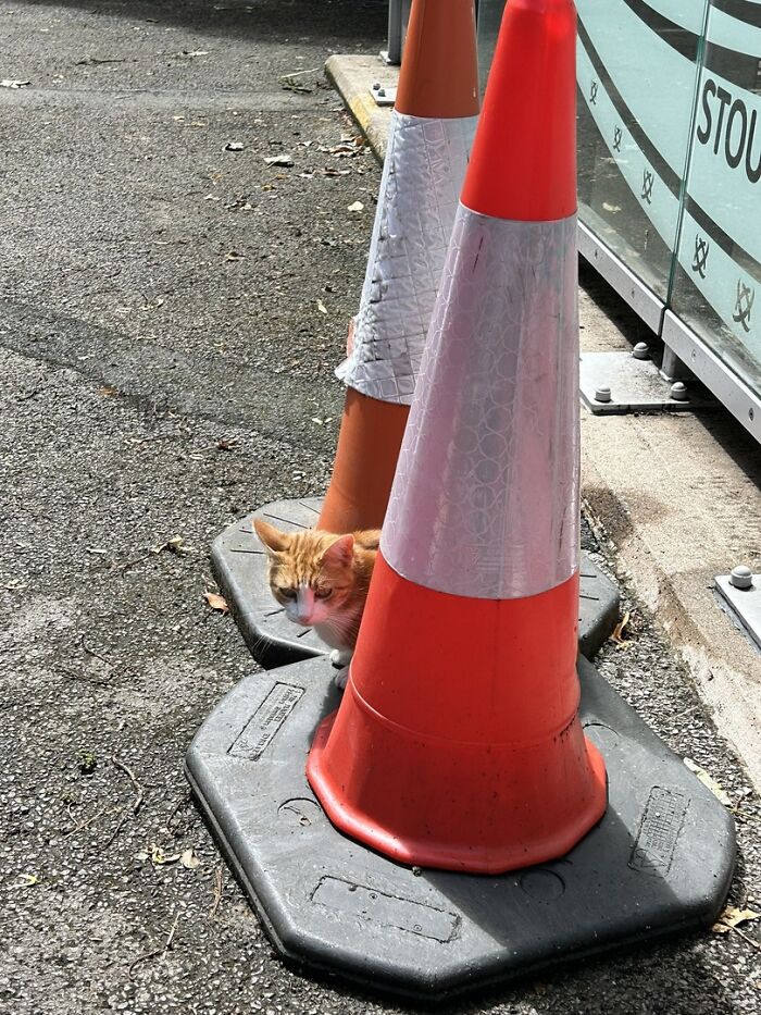 Orange and white adorable cat peeking out from behind traffic cones on an urban street setting.