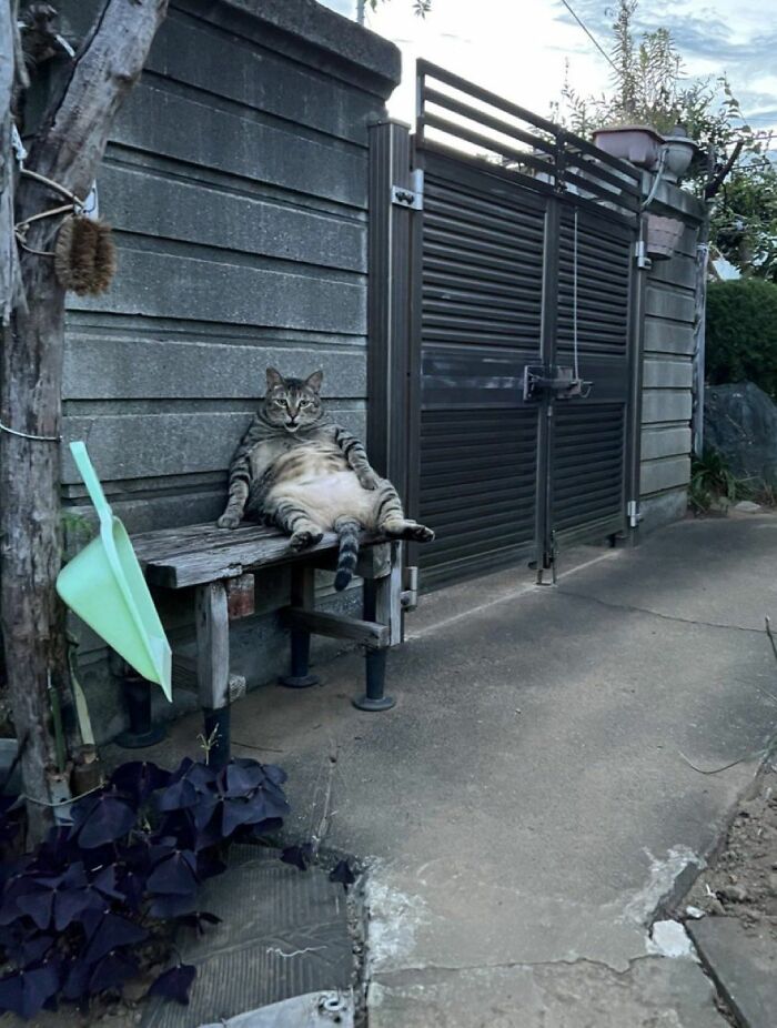 Chubby tabby cat lounging relaxed on a bench outside near a gate, showcasing adorable cats in casual outdoor settings.
