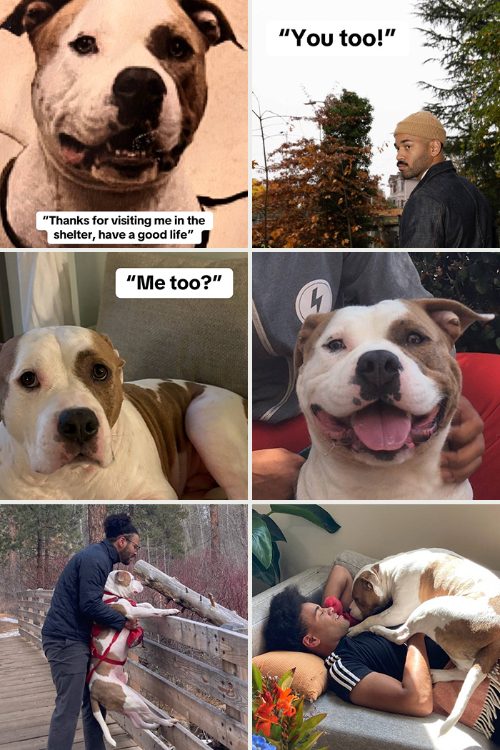 Happy adopted dog bonding with his new owner, showcasing joyful moments of pet adoption and shelter rescue success stories.