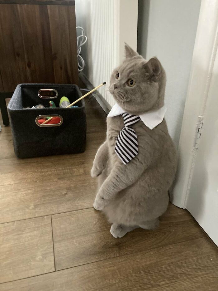 Adorable cat dressed in a shirt collar and striped tie sitting upright on wooden floor near a toy basket.