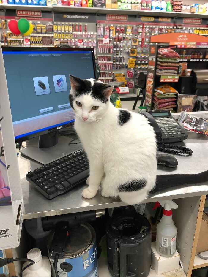White and black cat sitting on a counter with a computer, adorable cats featured for top-tier work recognition.