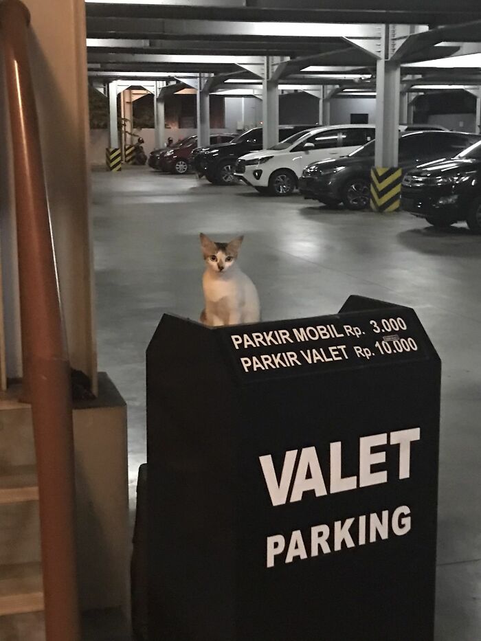 Cat sitting on a valet parking sign in a garage, showing one of the most adorable cats in a work setting.