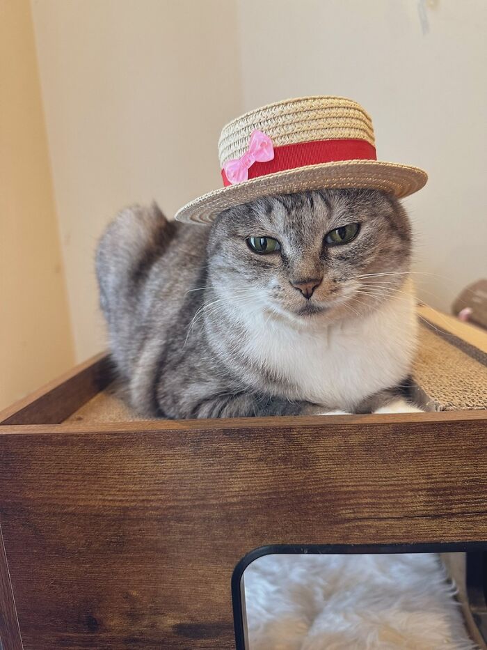 Adorable gray and white cat wearing a straw hat with a pink bow, resting on a wooden surface indoors.