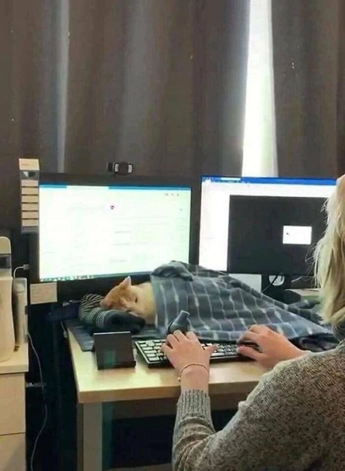 A cozy adorable cat sleeping under a blanket on a desk next to computer monitors during work hours