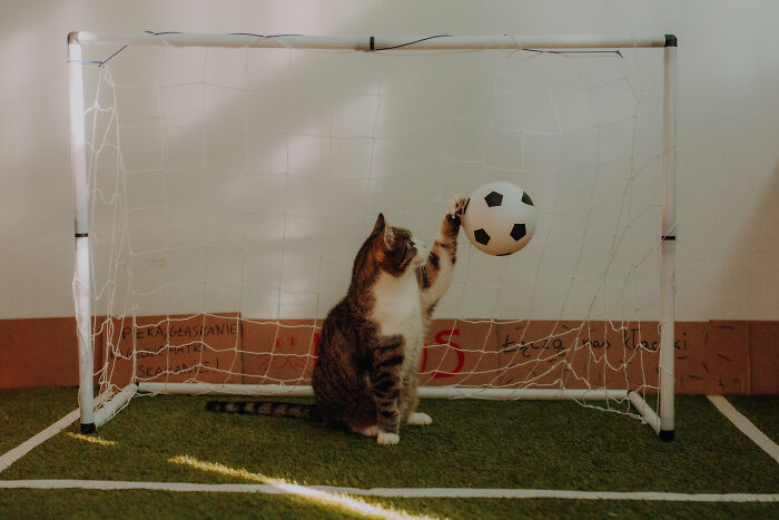 My Cats Became Sportsmen