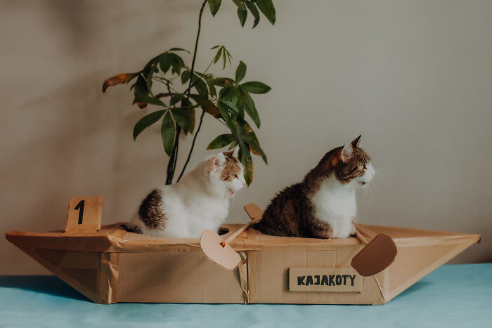 My Cats Became Sportsmen