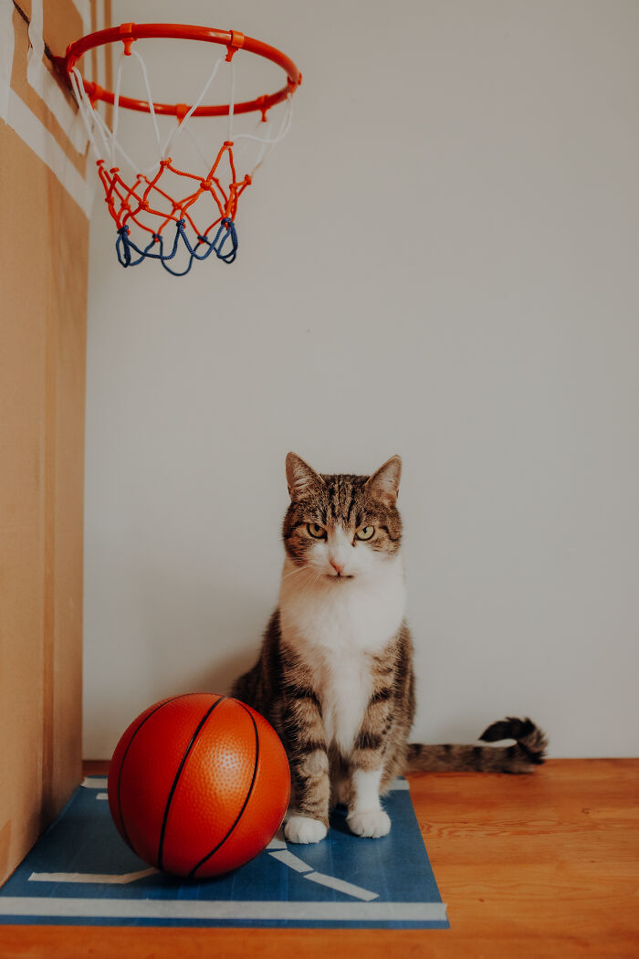 My Cats Became Sportsmen