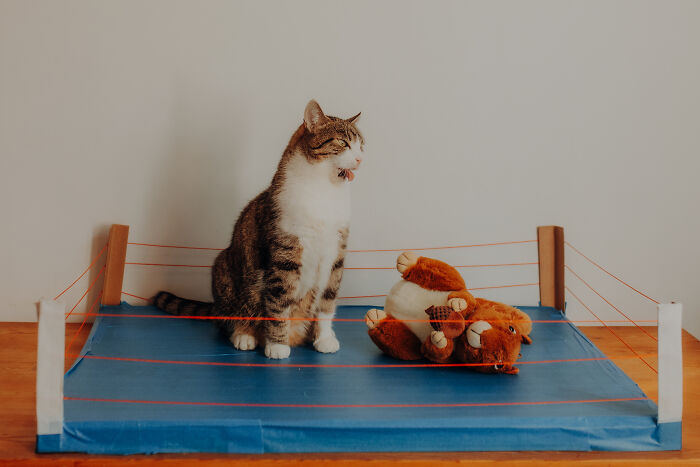 My Cats Became Sportsmen