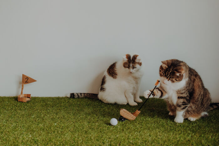 My Cats Became Sportsmen