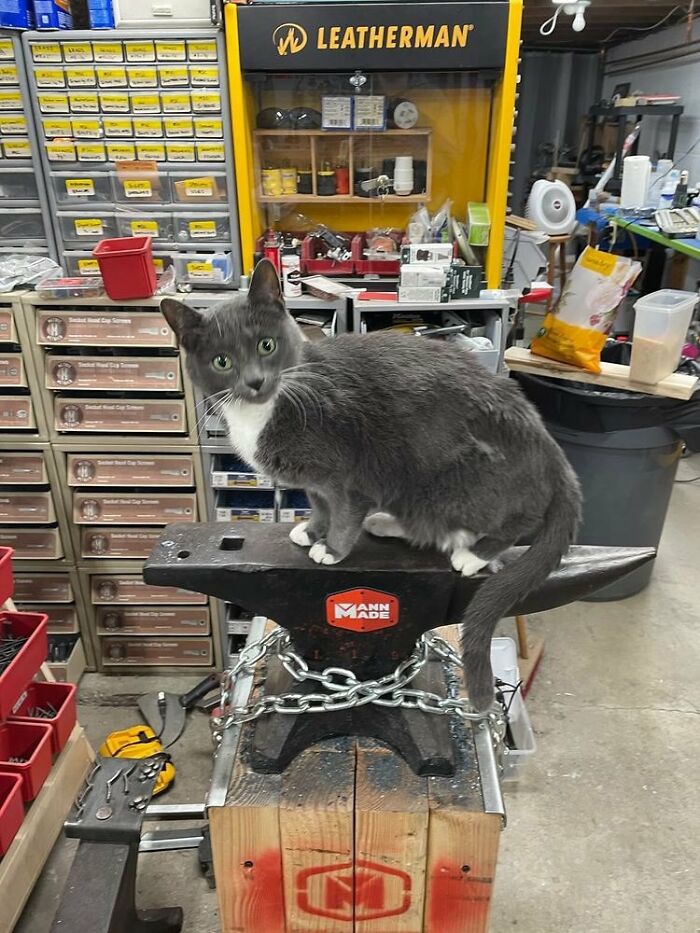 Gray and white adorable cat sitting on a black anvil in a workshop filled with tools and storage bins