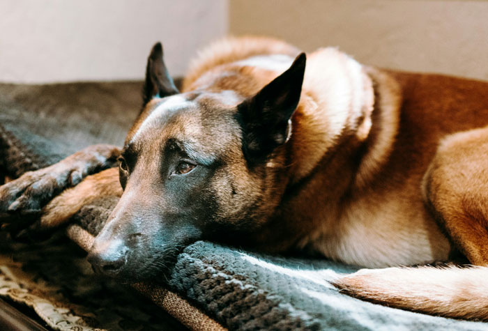 49 Police Officers Share The Most Horrifying Things They’ve Witnessed On Duty (Trigger Warning)